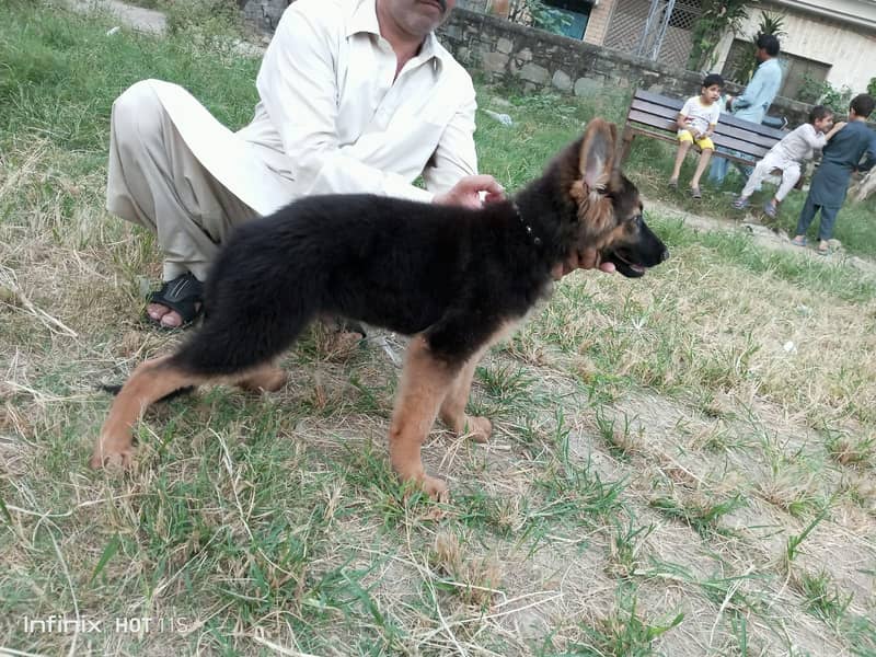 German Shepherd | GSD | Non Pedagree | Long Coat | Puppy | Sale | pupp 4