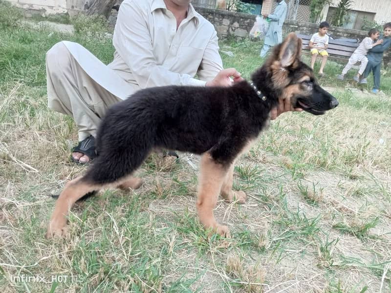 German Shepherd | GSD | Non Pedagree | Long Coat | Puppy | Sale | pupp 5