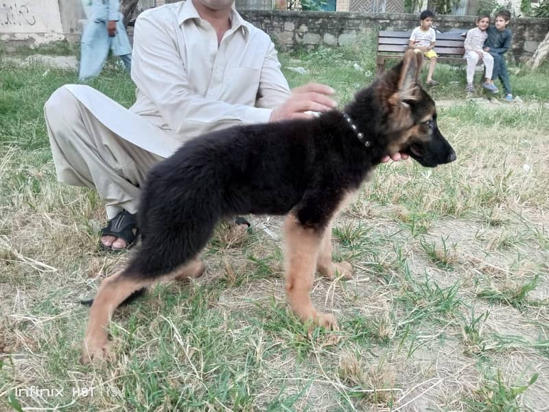 German Shepherd | GSD | Non Pedagree | Long Coat | Puppy | Sale | pupp 6