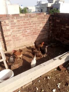 Eggs laying hens for sale