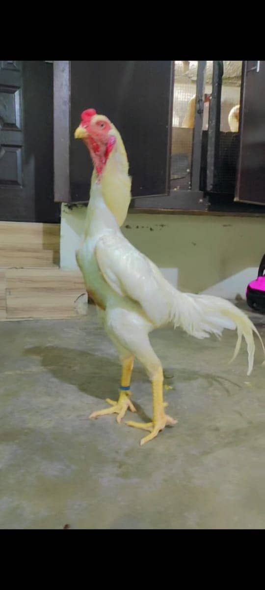 young Best  // Quality white  // Male Shamo  //Breader // 0