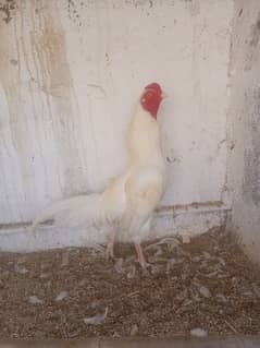 young heera for sale and heera eggs