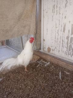 young heera for sale and heera eggs