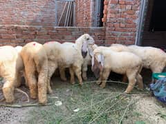 Kajla | Chatra | کجلا۔ | Goat | Bakry | بکرا | Kajly bakry male sale