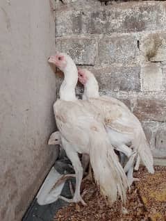 MASHAALLAH To op quality parrot beak chicks