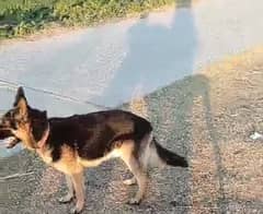 German shepherd for sale