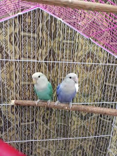 Lovebirds with large cage