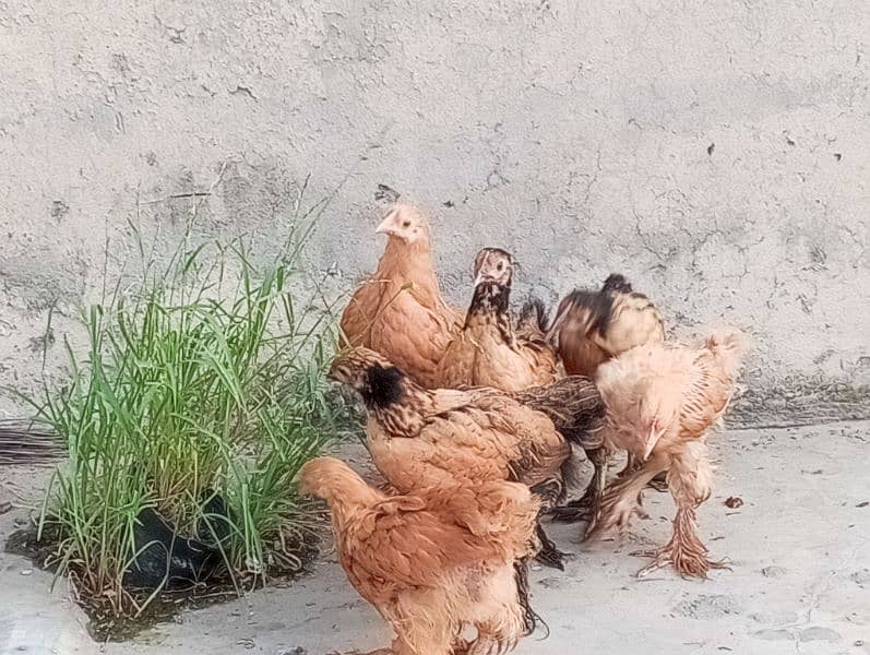 2 Months Age Chicks Golden Heavy Buff For Sale 1