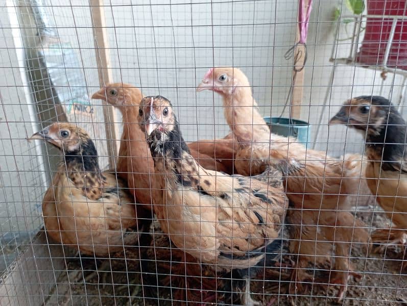 2 Months Age Chicks Golden Heavy Buff For Sale 5