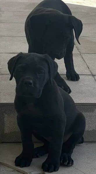 Cane corso 0