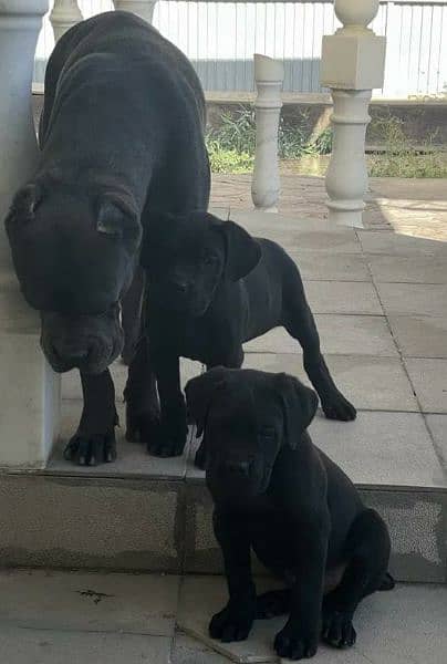 Cane corso 3