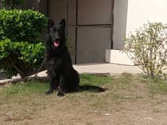 pedigree black shepherd breeder male