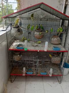 cage with parrot