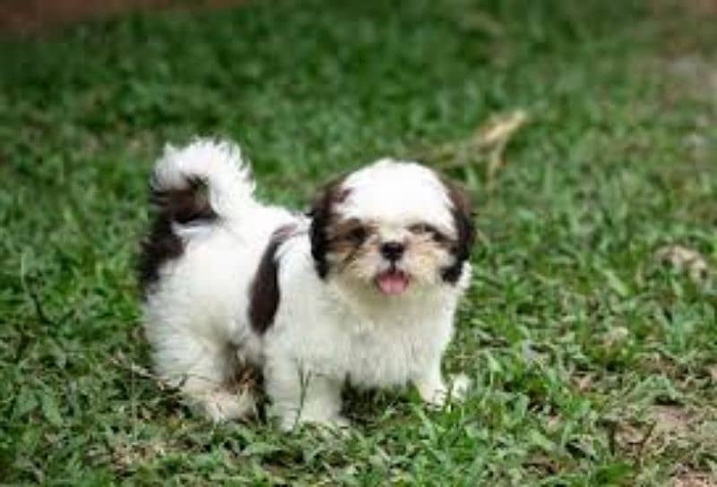 Shitzu puppy. . . Playful 1