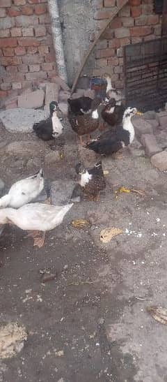 Duck for sale eggs k lye tyar h