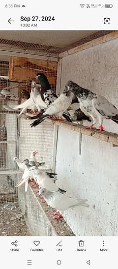 high parwaz pigeons