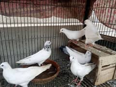 4 pair of adult pigeons including baby pigeons