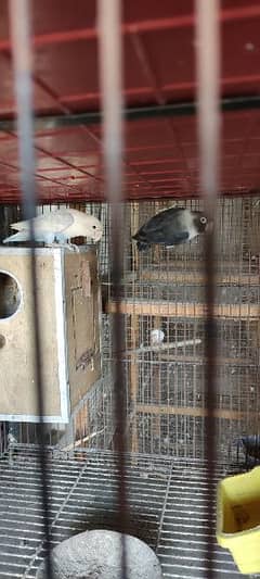 Love Birds Breeder Pairs for Sale.