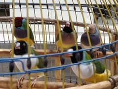 Lady Gouldian & Zebra Finches