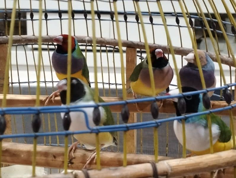 Lady Gouldian, Zebra Finches Ring. Neck 1