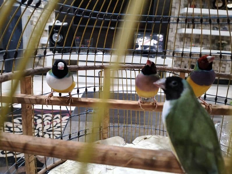 Lady Gouldian, Zebra Finches Ring. Neck 2