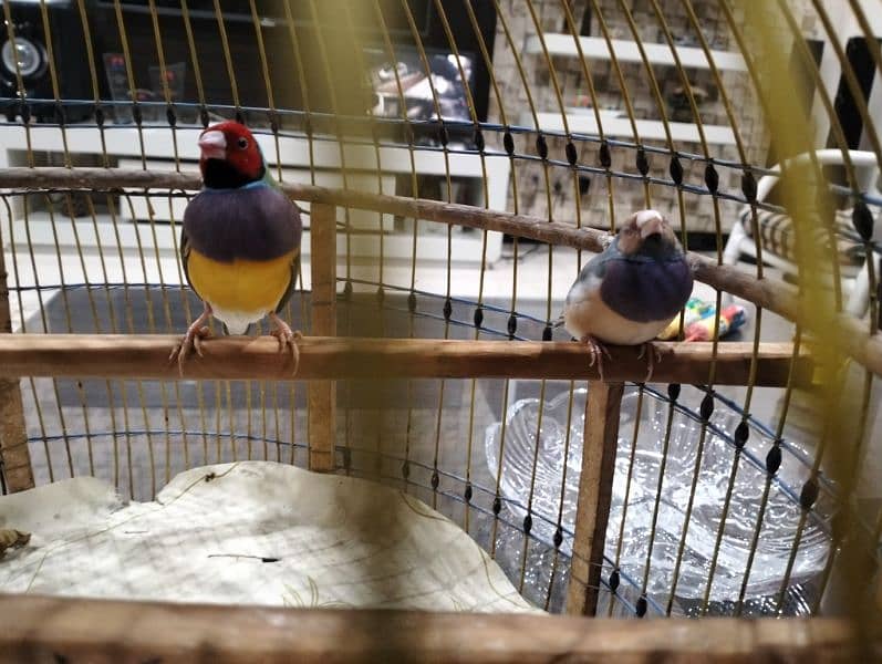 Lady Gouldian, Zebra Finches Ring. Neck 3