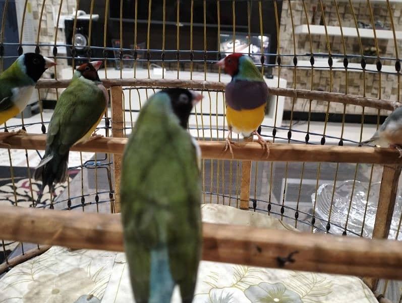 Lady Gouldian, Zebra Finches Ring. Neck 4