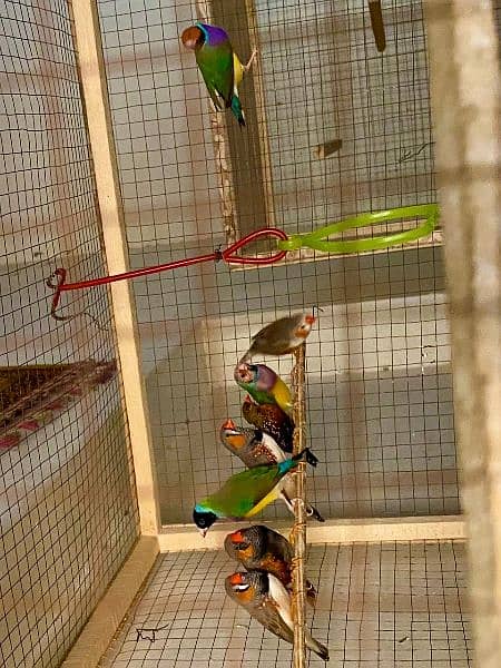 Lady Gouldian, Zebra Finches Ring. Neck 5