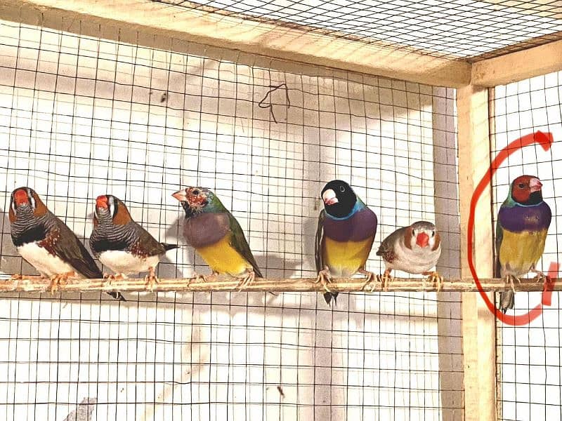 Lady Gouldian, Zebra Finches Ring. Neck 6