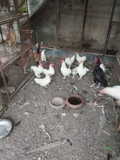 Hen for sell/bentam /healthy animals