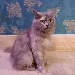 Persian Cat (URGENT SALE) Call on. 03092347148