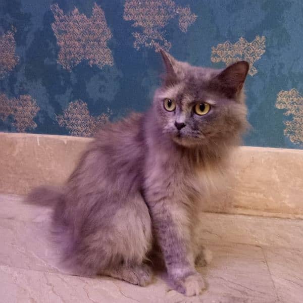 Persian Cat (URGENT SALE) Call on. 0309-2347148 1