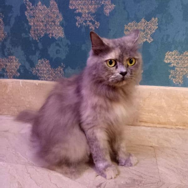 Persian Cat (URGENT SALE) Call on. 0309-2347148 2