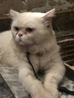 White Persian punch Face Male