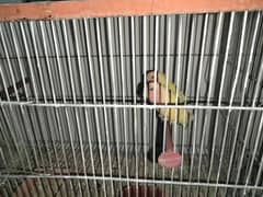 Cage and birds urgent sale