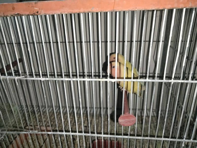 Cage and birds urgent sale 0