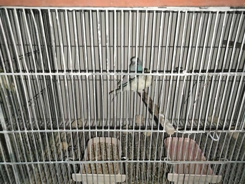 Cage and birds urgent sale 1