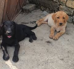 Labrador females available