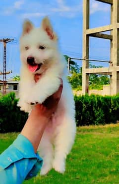 Russian poodle toy breed full healthy and friendly