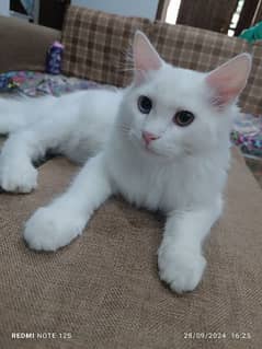 White Persian Cat Triple Coat