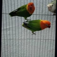 mashallah mere pass love birds ka pair Hain full active and healthy