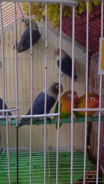 love birds for sale 0