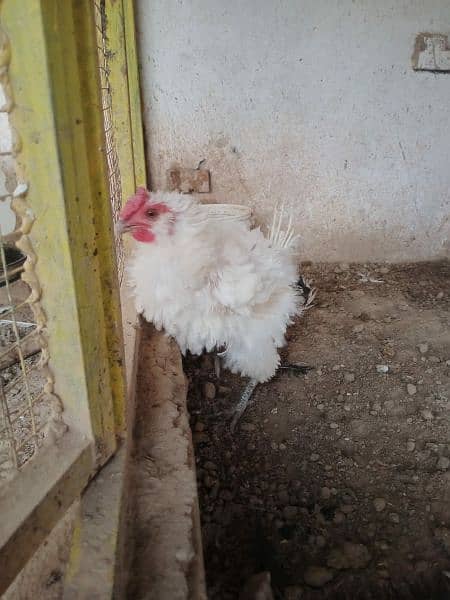 Golden Buff | brahma | chicks Ameraucana | Hens | Murgha 3