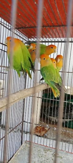 8 peice rosicoli orange hood opaline lovebird and 2 pair cocktail 0