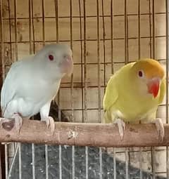 creamino x albino red eye breeder pair ha