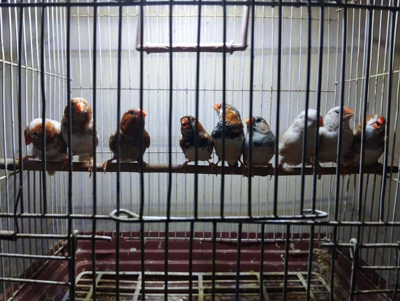 Saddle back, Half orange,  finches looking for new shelter. 2