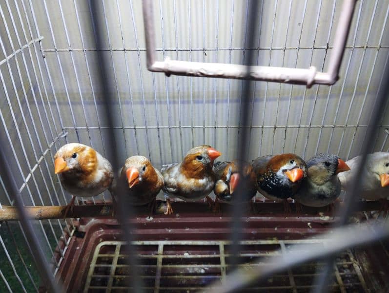 Saddle back, Half orange,  finches looking for new shelter. 3