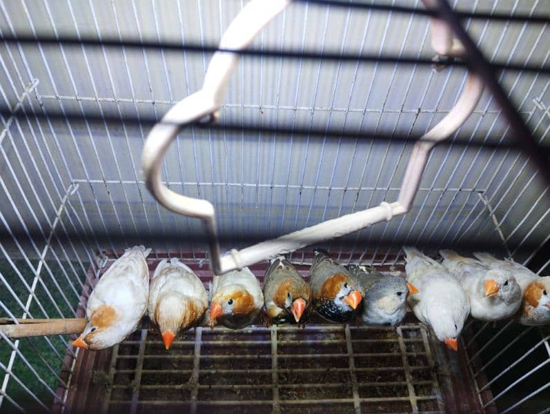 Saddle back, Half orange,  finches looking for new shelter. 4