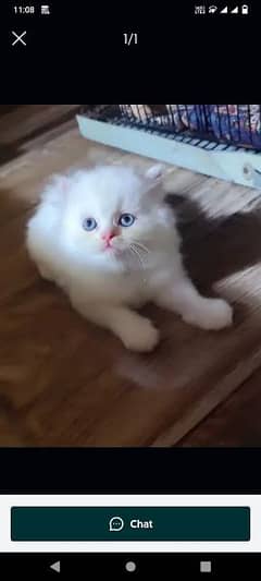 cat for sale vaccine clear sehatmand my WhatsApp 0322=600=88=12