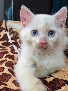 Blue Eyes Kitten